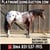 Horse ad