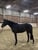 Horse ad