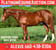 Horse ad