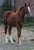 Annuncio cavallo