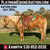 Horse ad