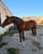 Anuncio de caballos