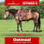 Paardadvertentie