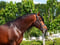 Anuncio de caballos