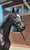 Annuncio cavallo