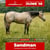 Annuncio cavallo