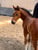 Annonce cheval