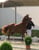 Annuncio cavallo
