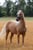 Horse ad