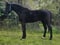 Horse ad