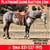 Horse ad
