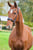 Horse ad