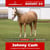 Paardadvertentie