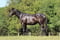 Horse ad