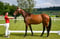 Horse ad