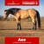 Paardadvertentie