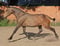 Anuncio de caballos
