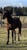 Annuncio cavallo