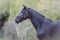 Horse ad