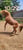 Horse ad