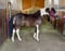 Annuncio cavallo