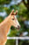 Annuncio cavallo