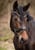 Annuncio cavallo