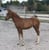Horse ad