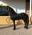 Horse ad