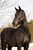 Horse ad