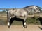 Horse ad