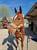 Horse ad