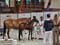 Horse ad