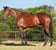 Annuncio cavallo