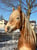 Horse ad