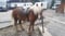 Horse ad