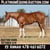 Horse ad