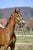 Horse ad