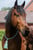 Horse ad