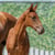 Horse ad