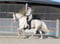 Annuncio cavallo