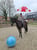 Annonce cheval