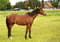 Paardadvertentie