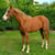 Horse ad