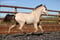 Horse ad
