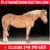 Horse ad