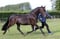 Annonce cheval
