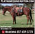 Horse ad