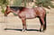 Annuncio cavallo