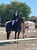 Annuncio cavallo